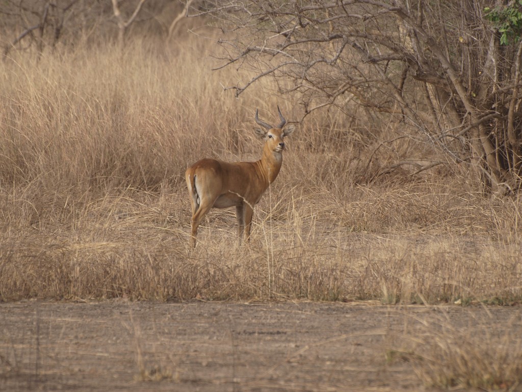 West Africa 2009