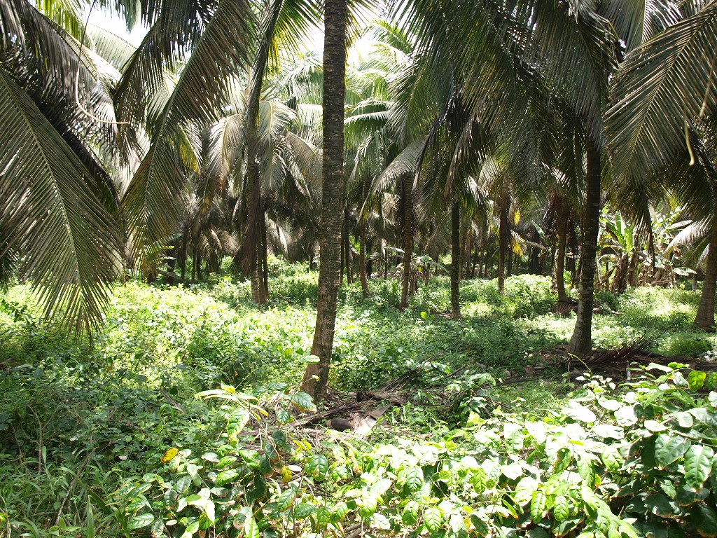 West Africa 2009