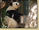 ZOO v San Diegu. Panda velk se iv pandou malou. 
