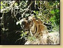 ZOO v San Diegu. 