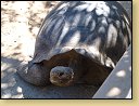 ZOO v San Diegu. 