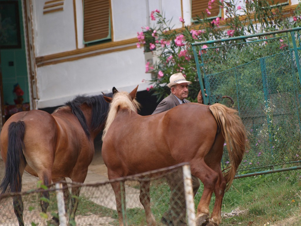 Banát 2008